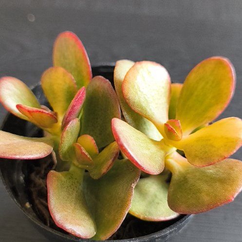 Photo of the plant species Leather petal by @ProBushlily66 named Sir Plancelot on Greg, the plant care app