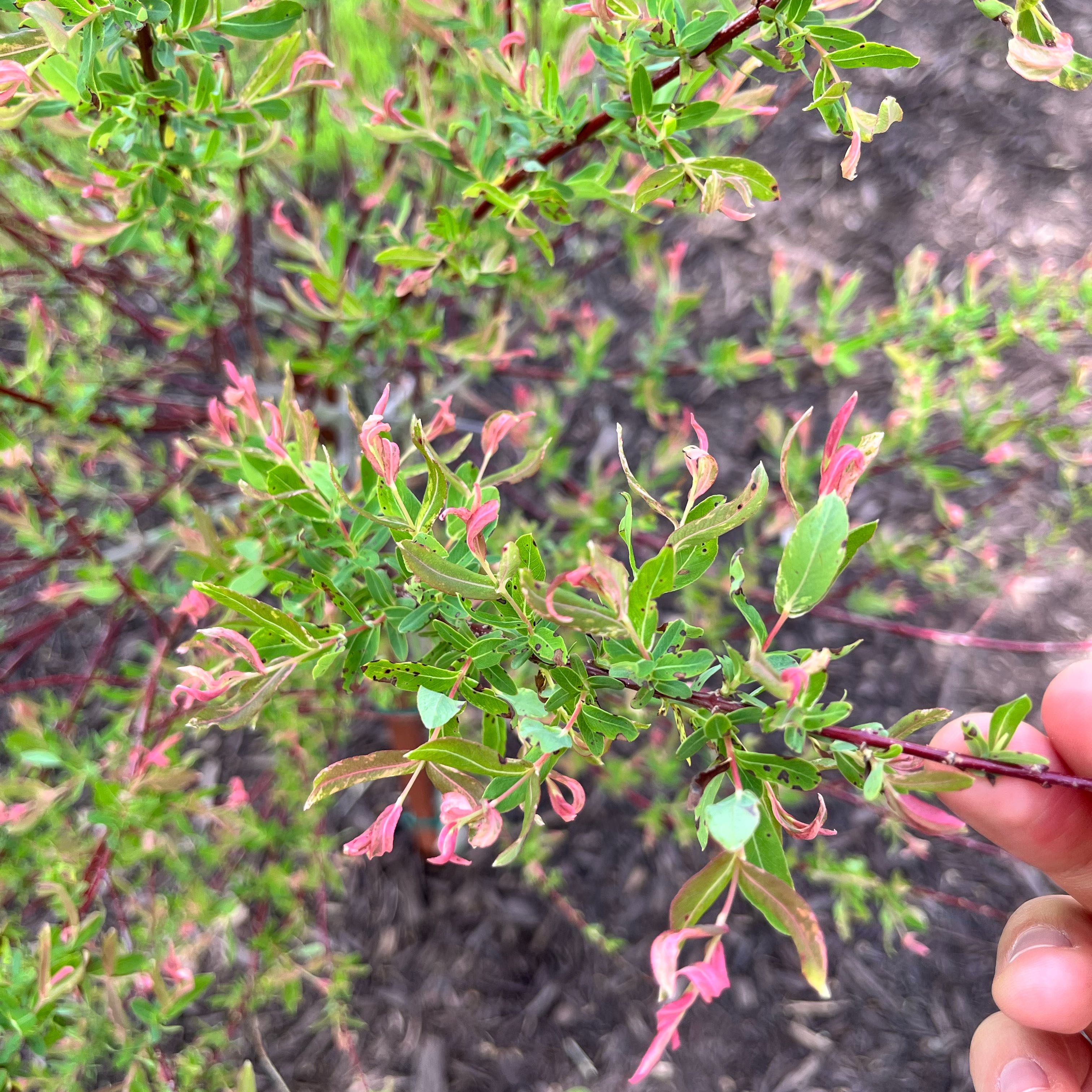 Photo of the plant species Flamingo Dappled willow by @BoldSandleek2 named Kardashian on Greg, the plant care app