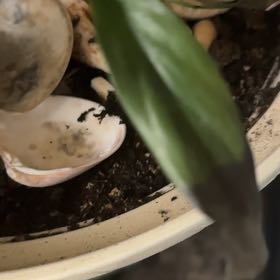 Photo of the plant species White Peace Lily by @BigLychee90 named Shakira on Greg, the plant care app