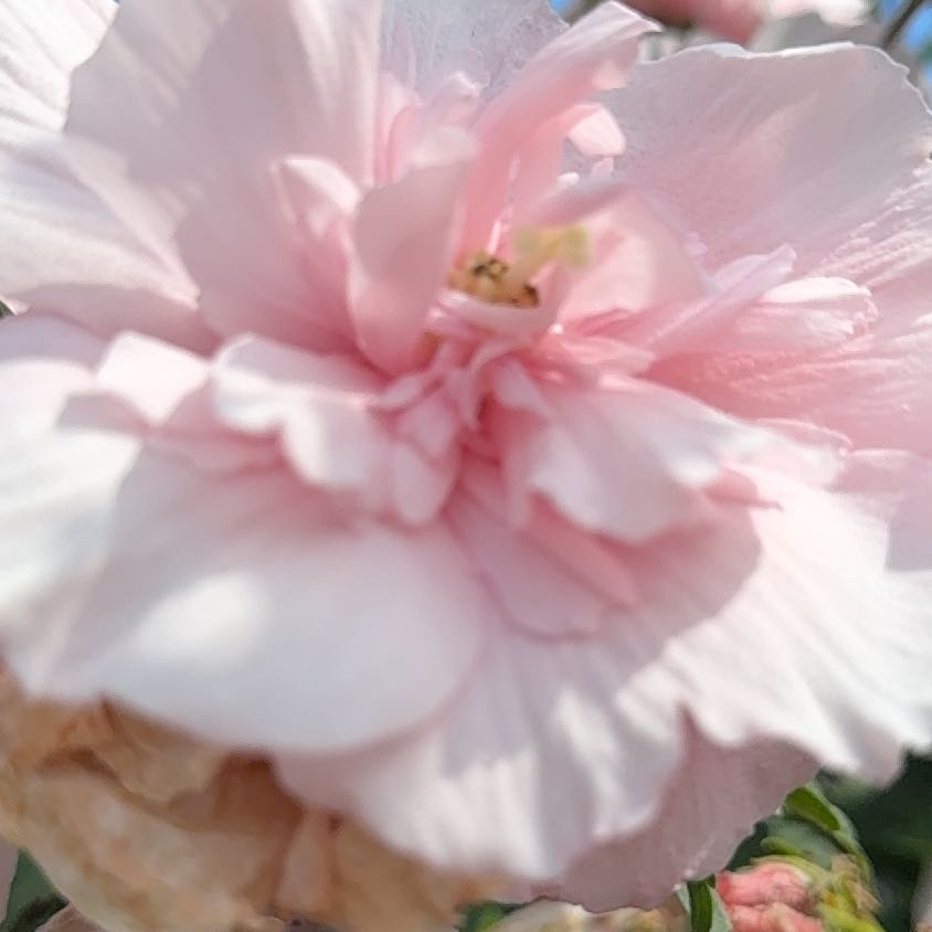 Photo of the plant species Cotton Rosemallow by @UnspoiledDamsii named Figyonce on Greg, the plant care app