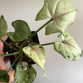 Photo of the plant species syngonium green splash by @KindBluesedge40 named Denali on Greg, the plant care app