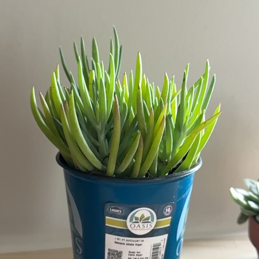 Photo of the plant species Senecio vitalis 'Viper' by @AngelPurplerose named Mollie on Greg, the plant care app