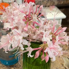 Photo of the plant species Mountain Azalea by @HighestLychee74 named Delilah on Greg, the plant care app