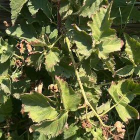 Photo of the plant species Boysenberry by @SirSquash89 named Baesil on Greg, the plant care app