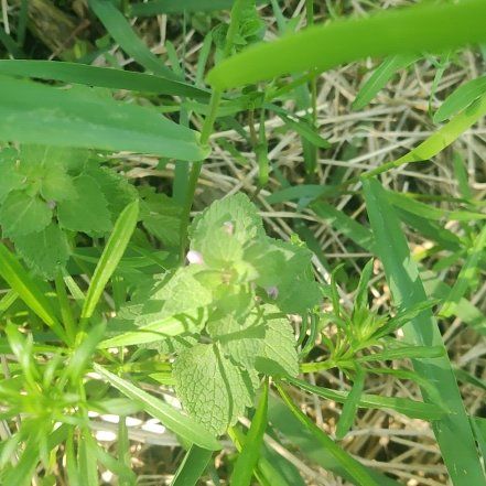 Photo of the plant species Lamium Purpureum by @AceSuriana59 named Sage on Greg, the plant care app