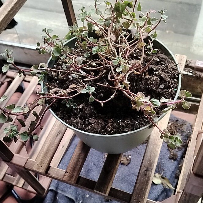 Photo of the plant species Red Carpet Sedum by @EnticingKiekie named Dax on Greg, the plant care app