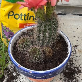 Photo of the plant species Torch Cactus by @ToughTutsan39 named Achilles on Greg, the plant care app