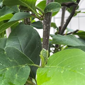 Photo of the plant species Black Tulip Magnolia by @SoigneLemon74 named Harry on Greg, the plant care app