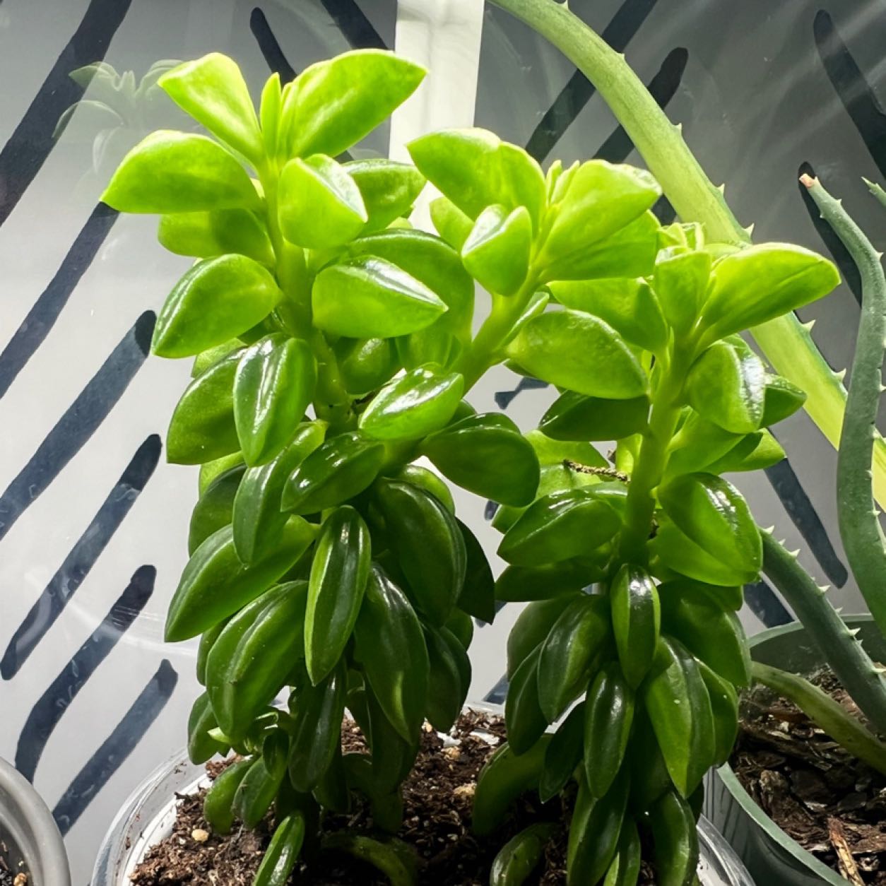 Photo of the plant species Taco Plant by @Thehobbiest named Plato on Greg, the plant care app