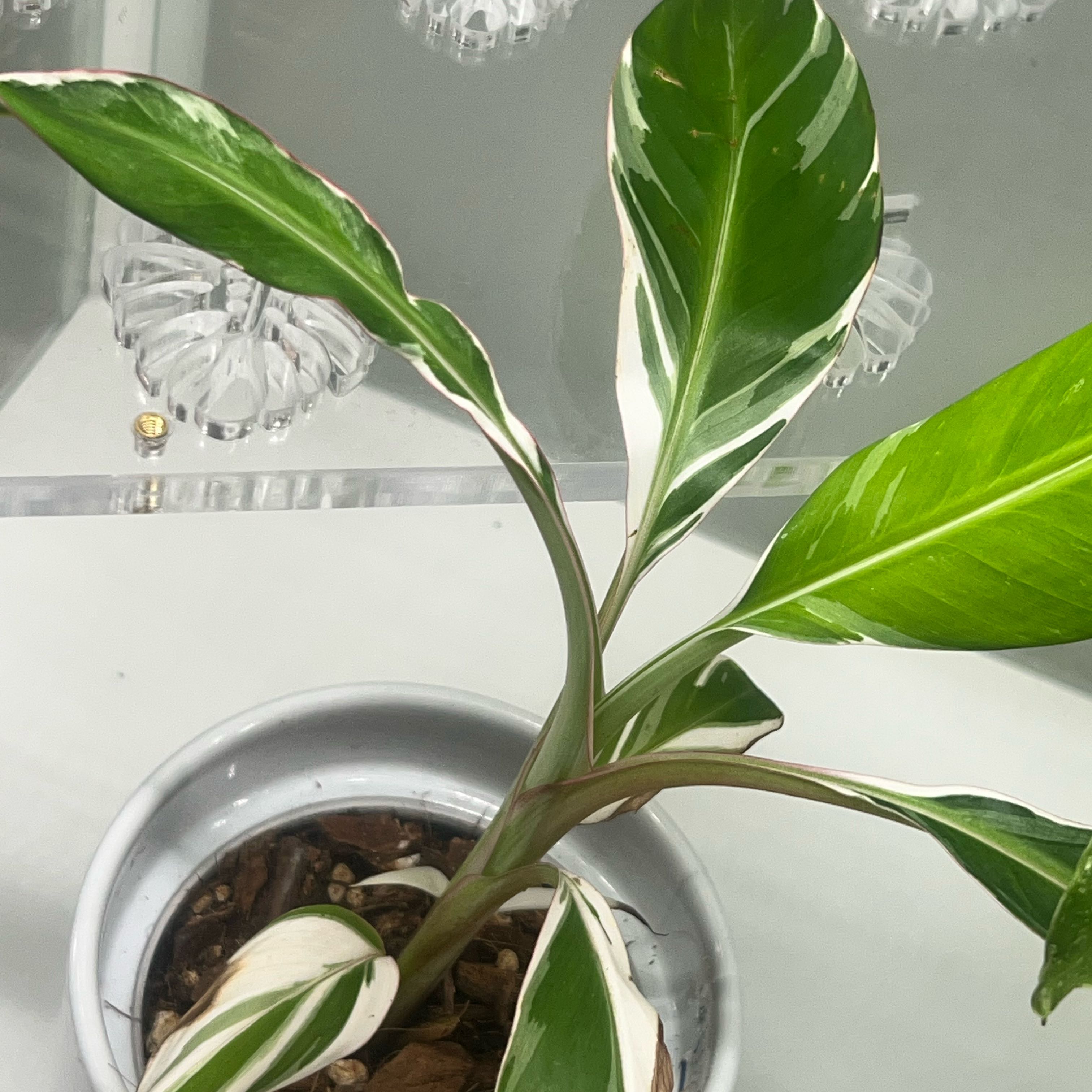 Photo of the plant species Florida Variegated Banana by @Thehobbiest named Miley on Greg, the plant care app