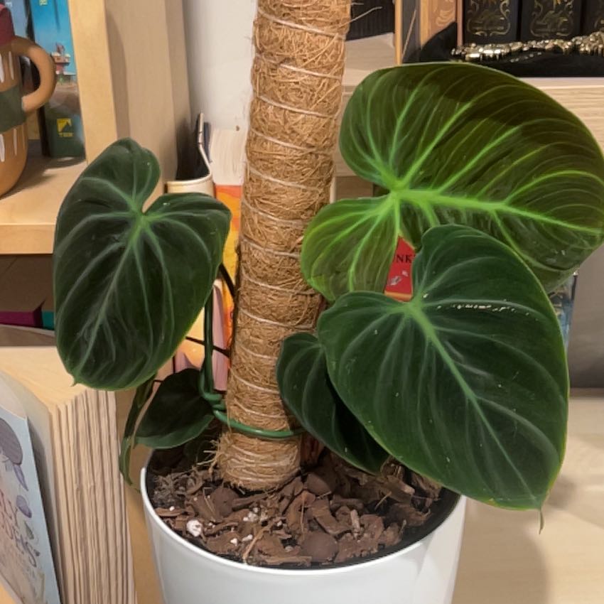 Photo of the plant species Philodendron 'El Choco' by @Thehobbiest named Bigleef Smalls on Greg, the plant care app