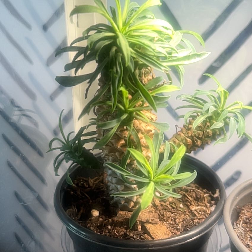 Photo of the plant species Pine Cone Plant by @Thehobbiest named Daphne on Greg, the plant care app