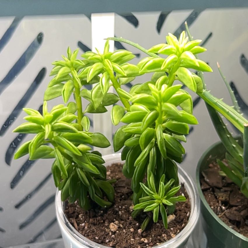 Photo of the plant species Taco Plant by @Thehobbiest named Zeus on Greg, the plant care app