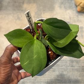 Photo of the plant species hoya pachycleda by @Thehobbiest named Michelle Branch on Greg, the plant care app