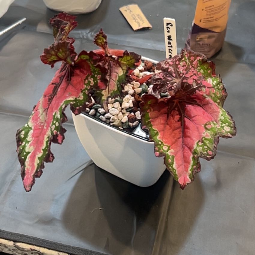 Photo of the plant species Rex Begonia Jurassic Watermelon by @Thehobbiest named Doja Cat on Greg, the plant care app