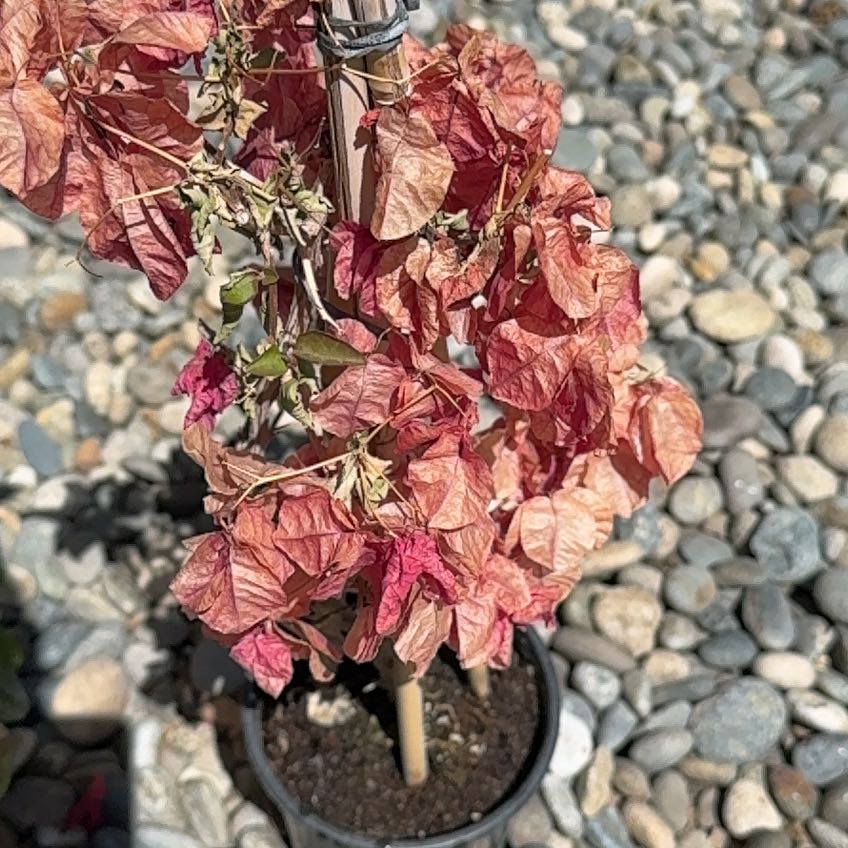Photo of the plant species Barbara Karst Bougainvillea by @RadFynbosaloe89 named Leaf Erickson on Greg, the plant care app