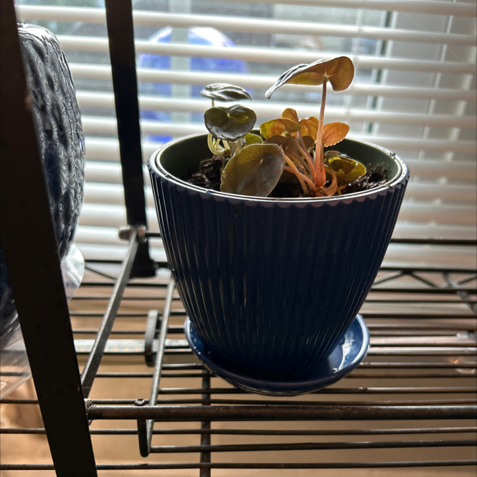 Photo of the plant species Peperomia Burbella by @LivelyCentro62 named Pippy Pep on Greg, the plant care app