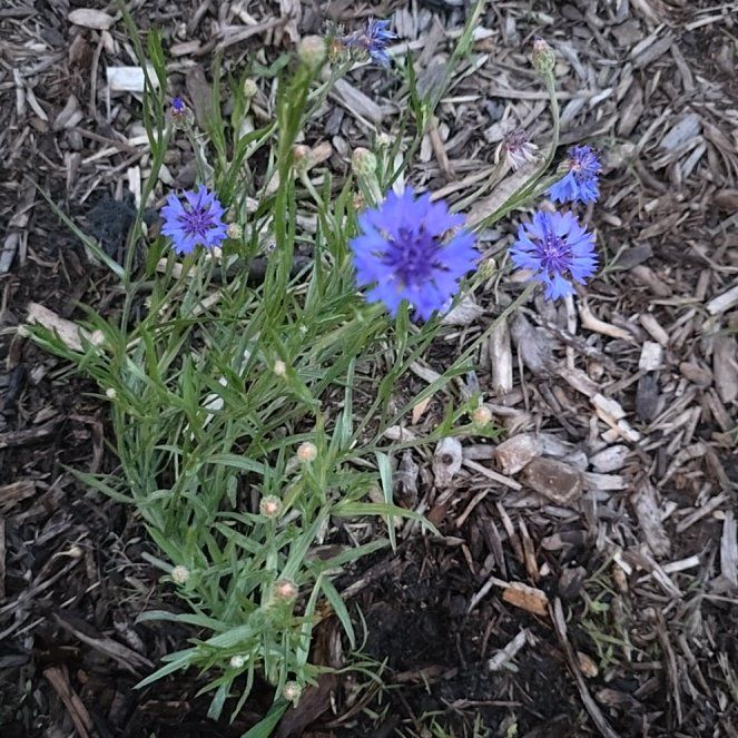 Photo of the plant species Centaurea Cyanus by @DiscipleBetel named Marley on Greg, the plant care app