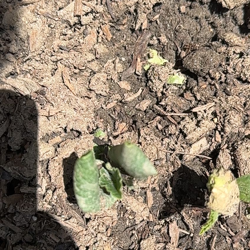 Photo of the plant species California Milkweed by @RetentiveAtom33 named Leaf Erickson on Greg, the plant care app