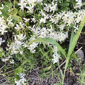 Photo of the plant species Star of Bethlehem by @CuriousBlinks12 named Xena on Greg, the plant care app
