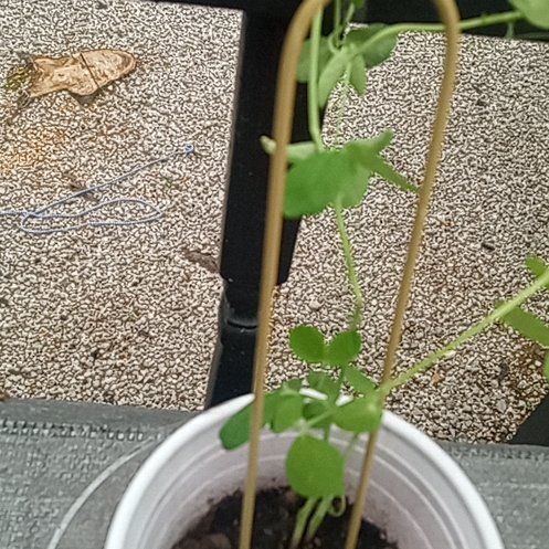 Photo of the plant species Alaska Pea by @ManyKaraka93 named Stella on Greg, the plant care app