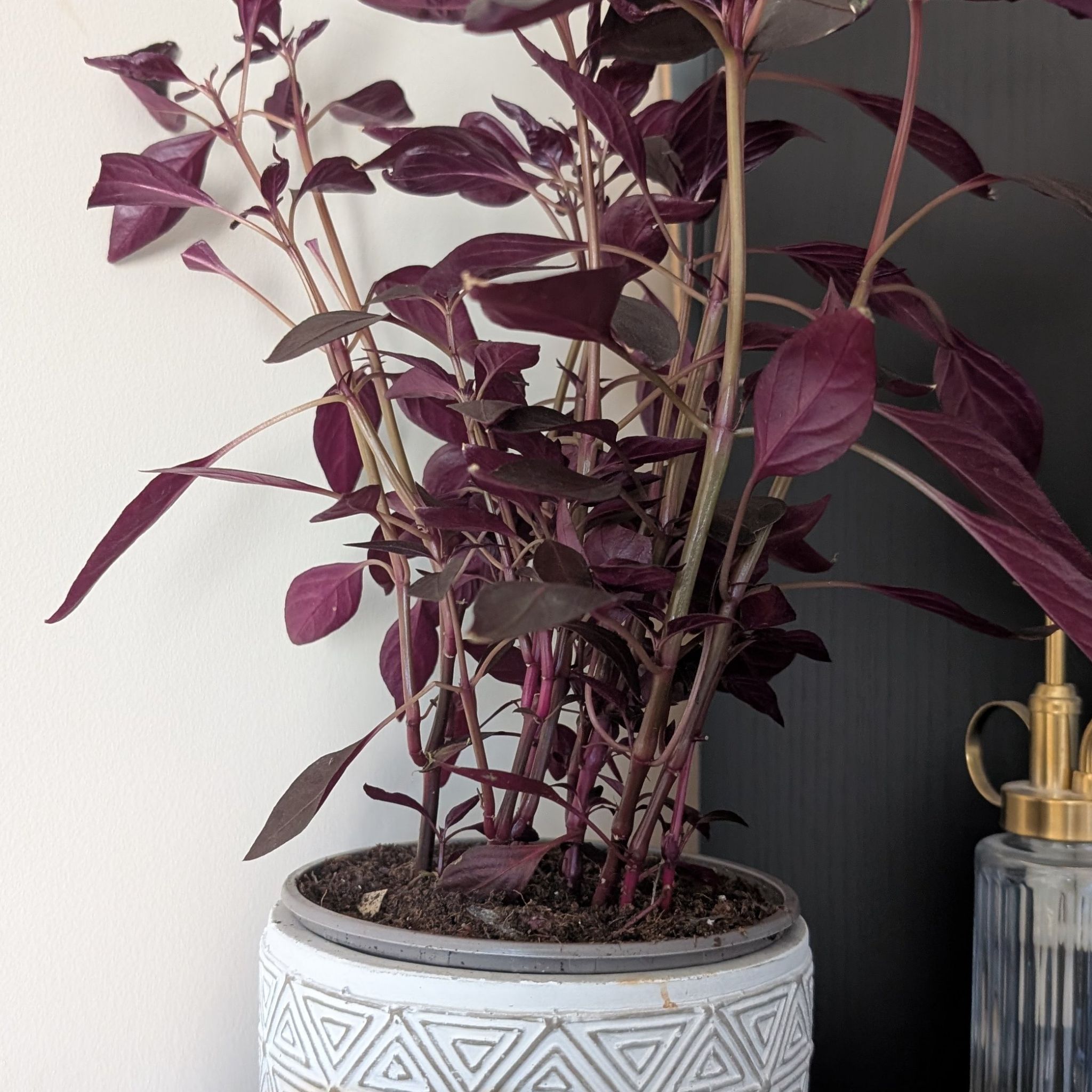 Photo of the plant species Iresine 'Cherry' by @NurseGinseng50 named Achilles on Greg, the plant care app