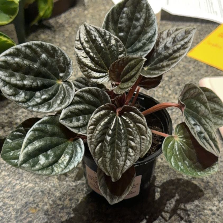 Photo of the plant species Peperomia santiagoana by @GeniusTagetes96 named Kardashian on Greg, the plant care app