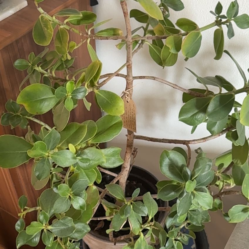Photo of the plant species Clusia Rosea by @StarCowpea22 named Pax on Greg, the plant care app