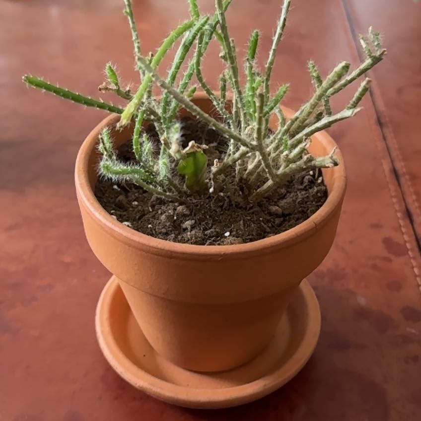 Photo of the plant species Ric Rac Cactus by @StarCowpea22 named Huckleberry Fern on Greg, the plant care app