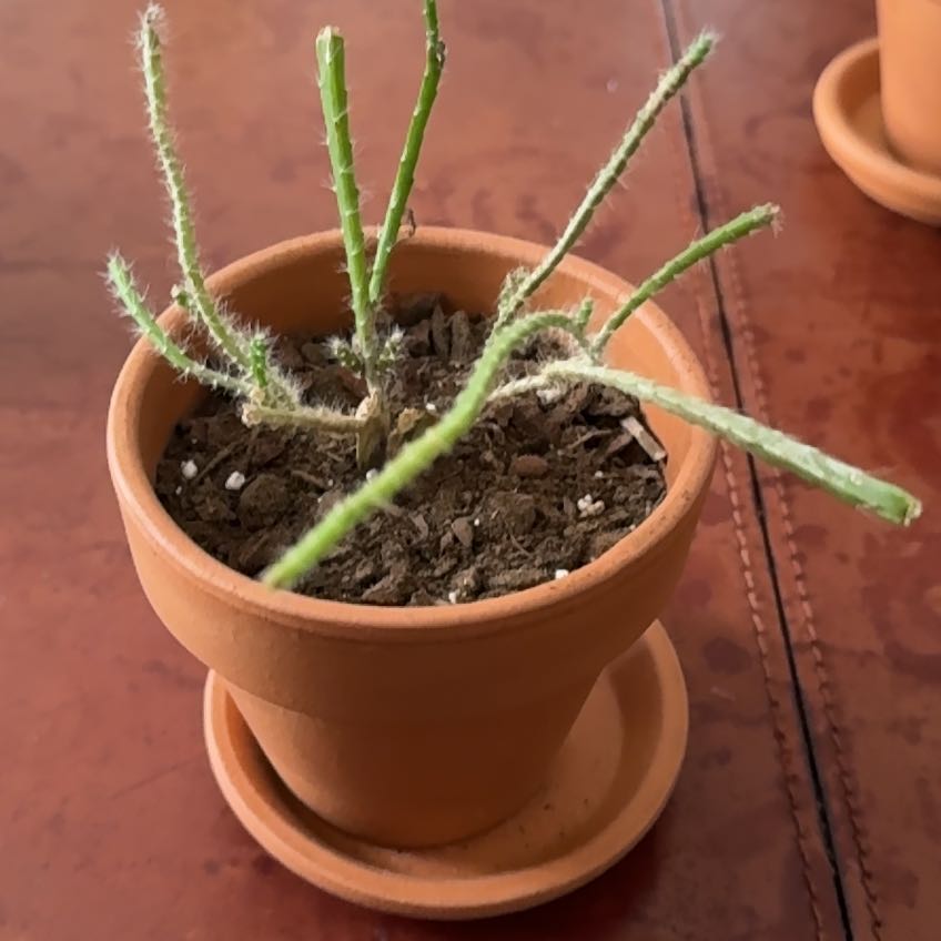 Photo of the plant species Ric Rac Cactus by @StarCowpea22 named Homer (baby Ricky) on Greg, the plant care app