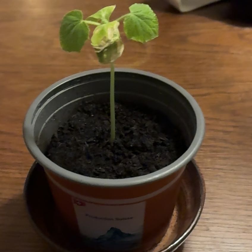 Photo of the plant species Garden Sweet Burpless Cucumber by @StarCowpea22 named Captain Plant-it on Greg, the plant care app