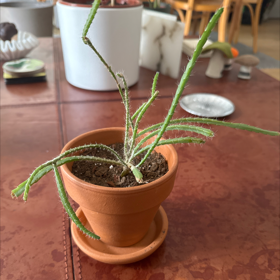 Photo of the plant species Ric Rac Cactus by @StarCowpea22 named Naomi (baby Ric Rac) on Greg, the plant care app