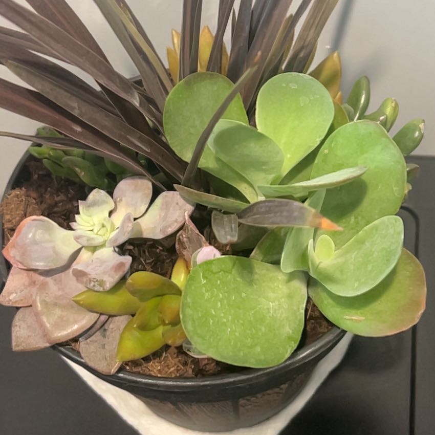 Photo of the plant species succulent by @GiftedArrowhead named Orwell on Greg, the plant care app