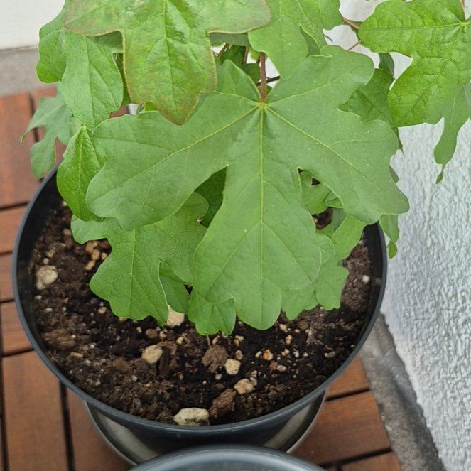 Photo of the plant species Hedge Maple by @MeteoricWorm12 named Gaga on Greg, the plant care app