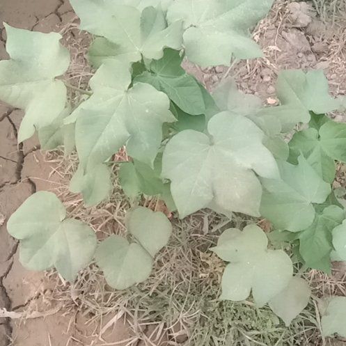 Photo of the plant species Upland Cotton by @BravePurplesage named Wall-E on Greg, the plant care app