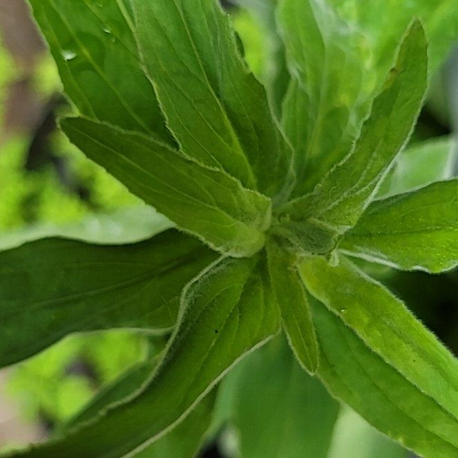 Photo of the plant species Square-Stemmed Willowherb by @LucentThaibasil named Shakira on Greg, the plant care app