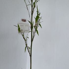 Photo of the plant species Golden Bamboo by @christianc named Cleopatra on Greg, the plant care app