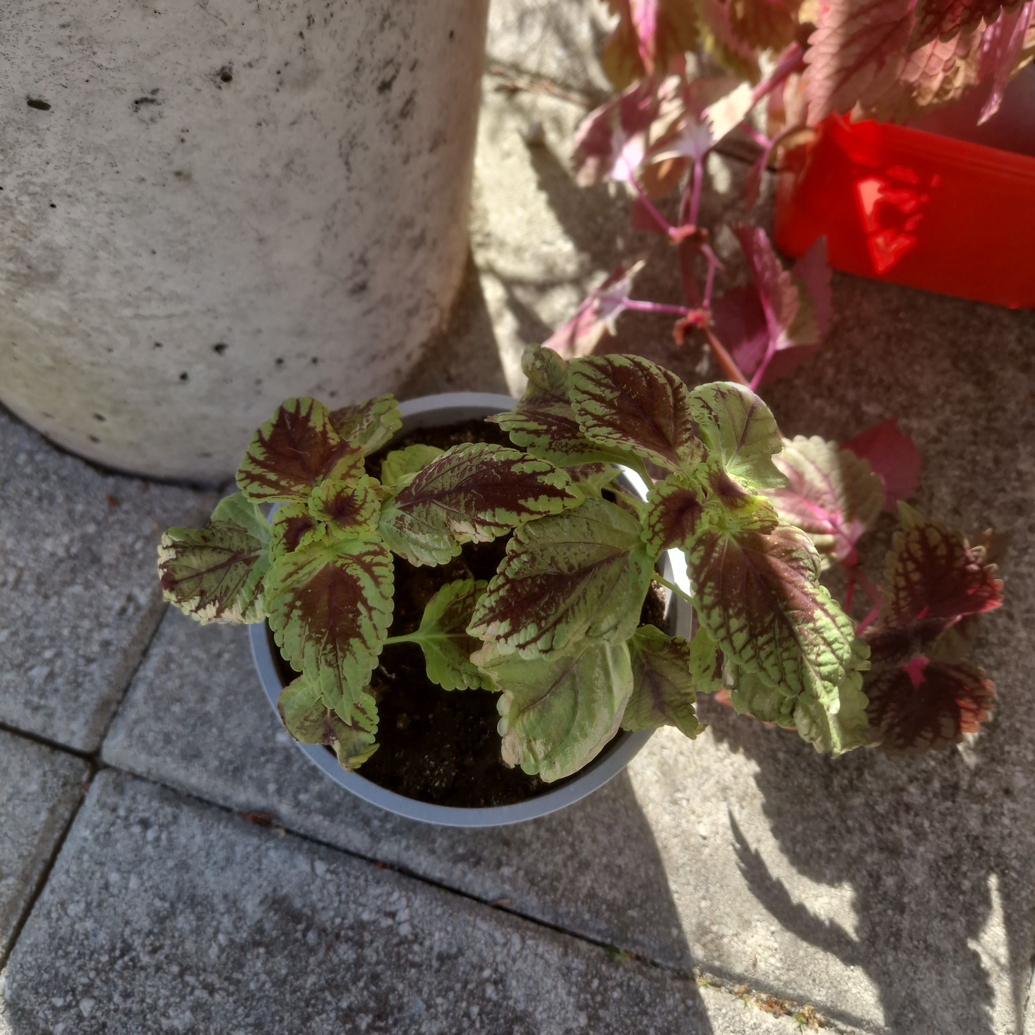 Photo of the plant species Chocolate Mint Coleus by @AgileRibbonbush named Emerson on Greg, the plant care app