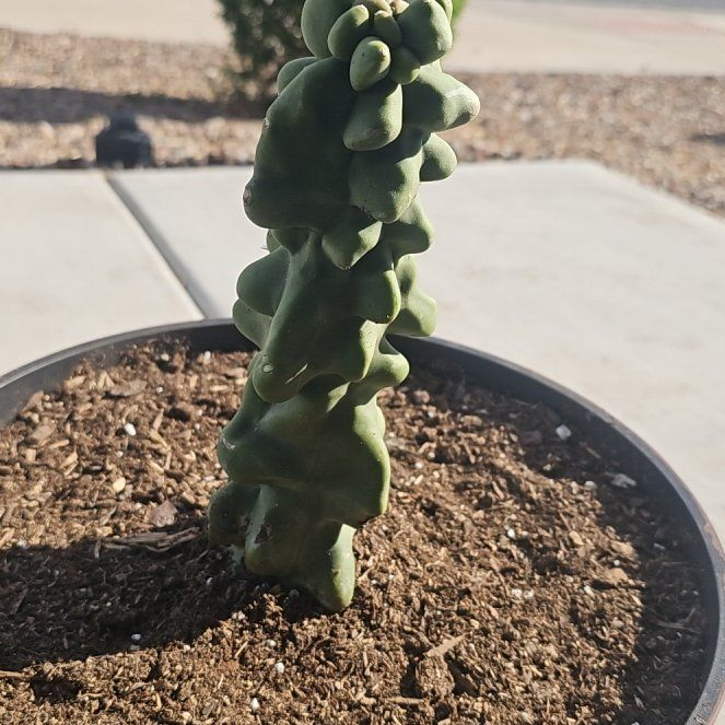 Photo of the plant species Totem Pole by @PetCoconut56 named Bodhi on Greg, the plant care app