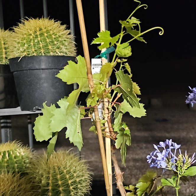 Photo of the plant species Flame Seedless Grape by @PetCoconut56 named Harry on Greg, the plant care app