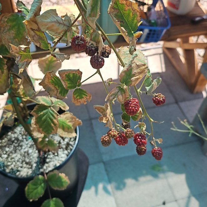 Photo of the plant species Blackberry 'Black Satin' by @PetCoconut56 named Sherlock on Greg, the plant care app