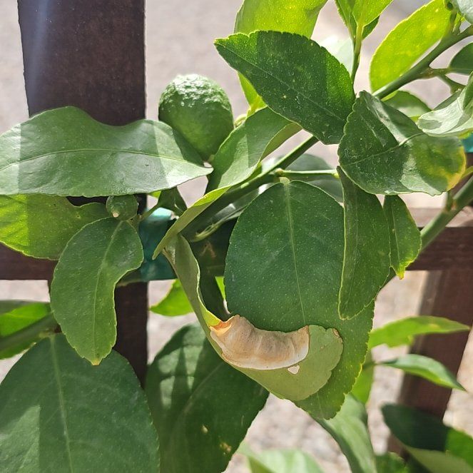 Photo of the plant species Bearss Lemon by @PetCoconut56 named Zion on Greg, the plant care app