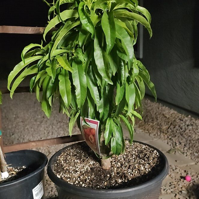 Photo of the plant species Mini Sol Dorado Nectarine Tree by @PetCoconut56 named James Dean on Greg, the plant care app