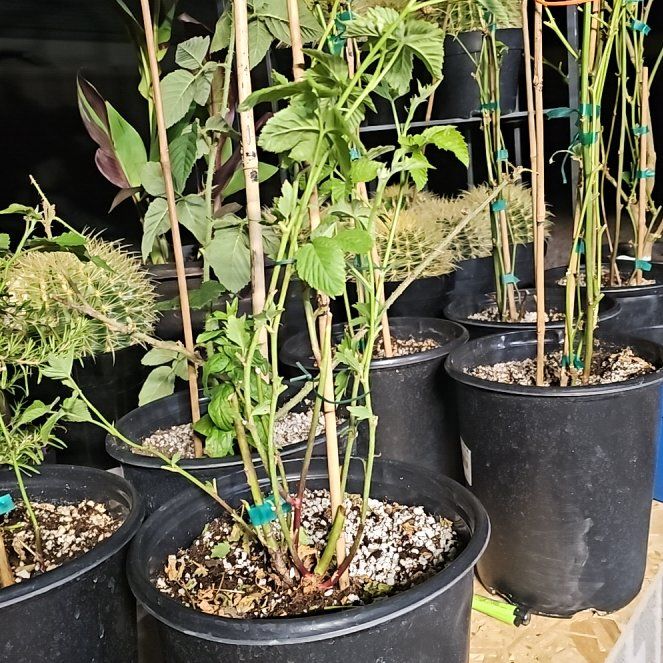 Photo of the plant species Thornless Boysenberry by @PetCoconut56 named Walt on Greg, the plant care app