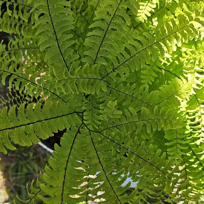 Photo of the plant species Western Maidenhair Fern by @FitMint63 named Duke on Greg, the plant care app