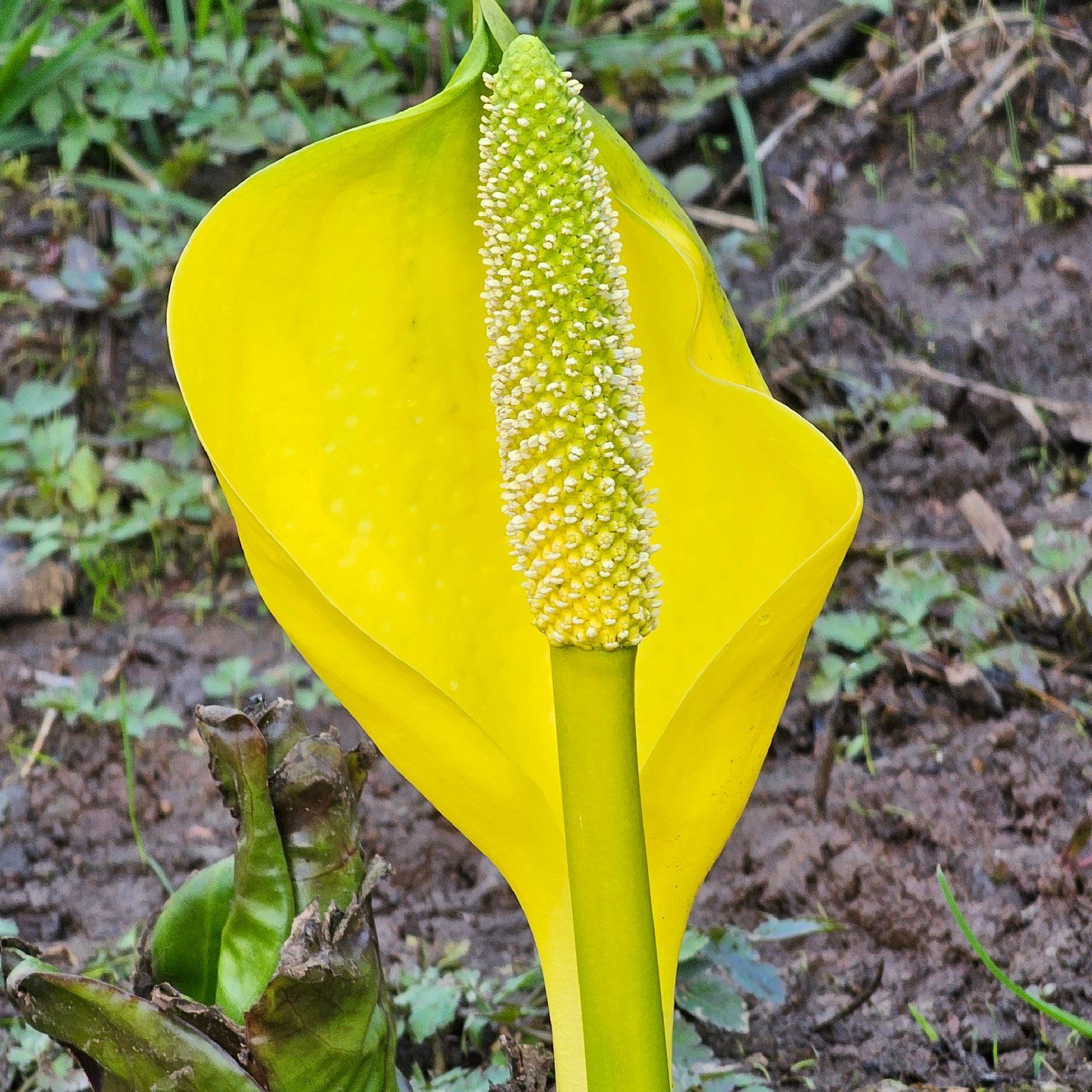 Photo of the plant species Western Skunk Cabbage by @FitMint63 named Tree Diddy on Greg, the plant care app