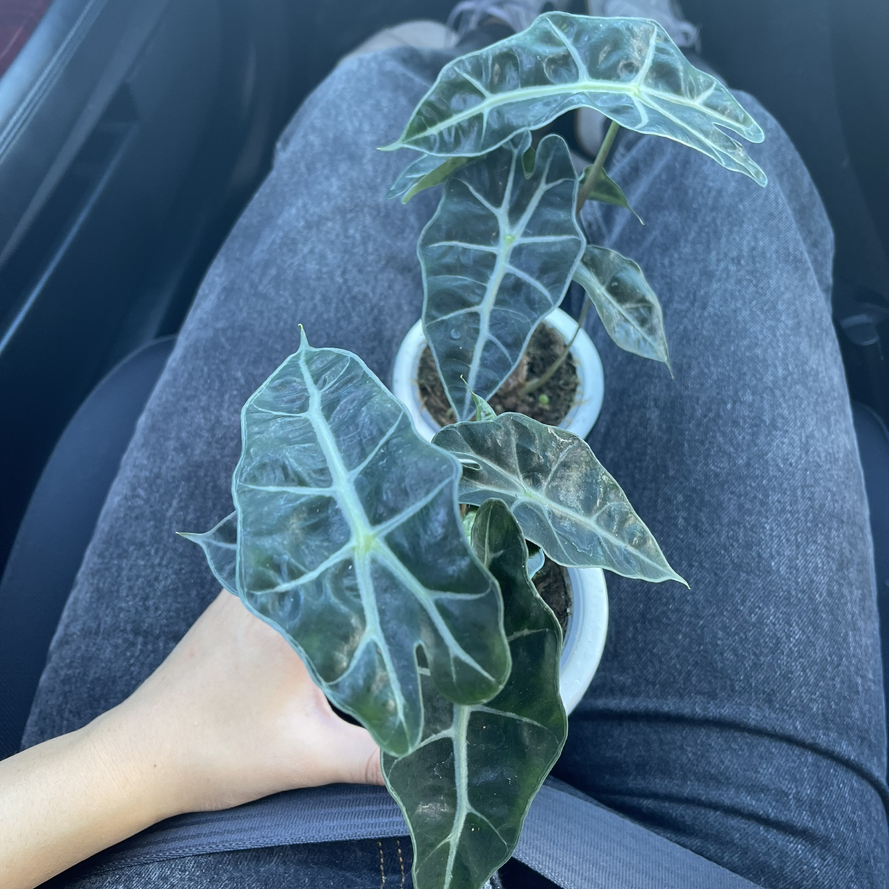 Green Velvet Alocasia plant with dark green leaves and white veins, held by a person.