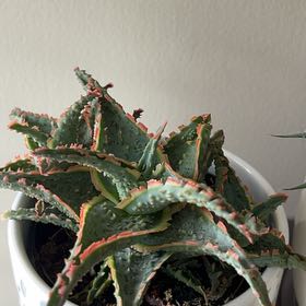 Photo of the plant species Aloe 'Coral Fire' by @OpenlyChamisa38 named Coral Fire on Greg, the plant care app