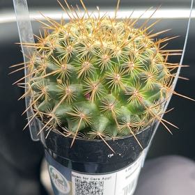 Photo of the plant species Mammillaria by @WinMizuna11 named Polly on Greg, the plant care app