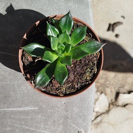 Photo of the plant species Bronze Beauty Echeveria by @OodlesPrasium50 named Amazona on Greg, the plant care app